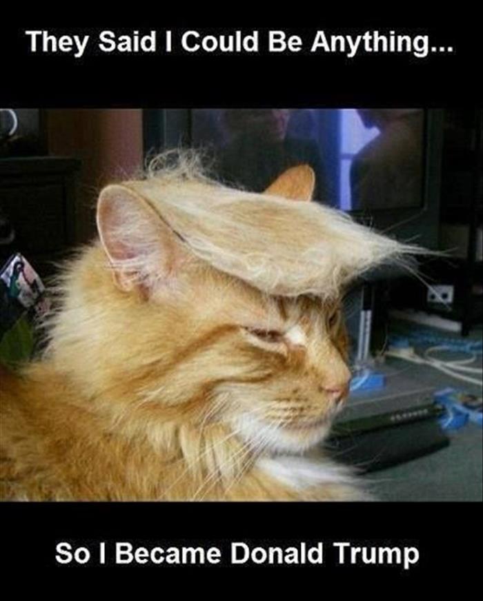 Trump meme about cat funny animal memes - They Said I Could Be Anything... So I Became Donald Trump