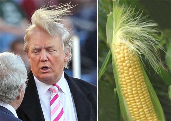 Trump meme about corn donald trump hair