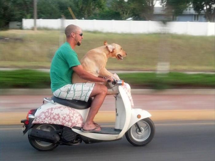 dog driving bike