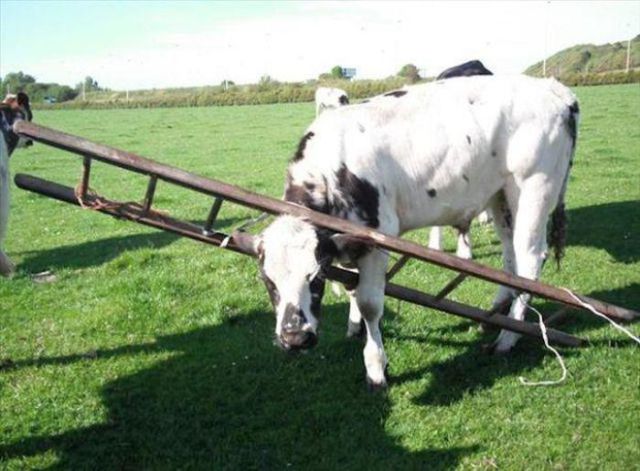 cow stuck in ladder