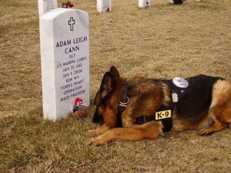 A Soldier's Best Friend