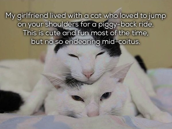 short embarrassing stories - My girlfriend lived with a cat who loved to jump on your shoulders for a piggyback ride. This is cute and fun most of the time, but no so endearing midcoitus.
