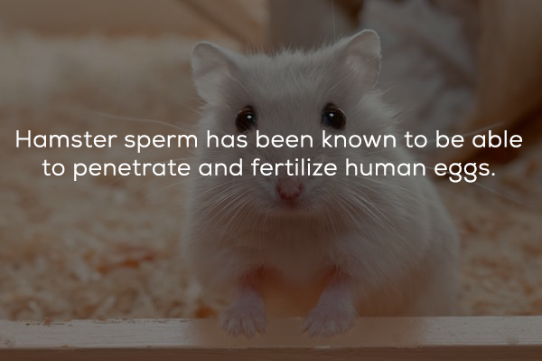hamster - Hamster sperm has been known to be able to penetrate and fertilize human eggs.