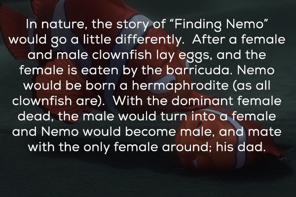 photo caption - In nature, the story of Finding Nemo" would go a little differently. After a female and male clownfish lay eggs, and the female is eaten by the barricuda. Nemo would be born a hermaphrodite as all clownfish are. With the dominant female de
