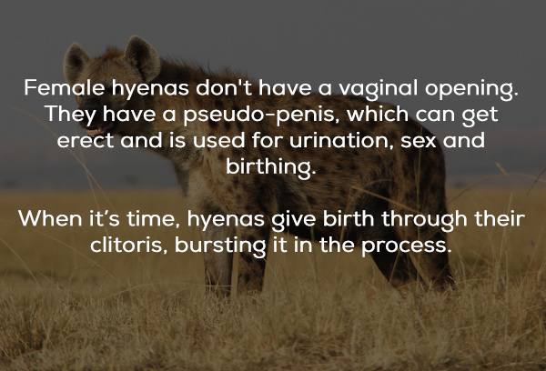 dirty sex facts - Female hyenas don't have a vaginal opening. They have a pseudopenis, which can get erect and is used for urination, sex and birthing. When it's time, hyenas give birth through their clitoris, bursting it in the process.