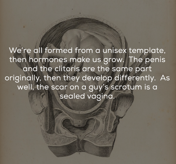 jaw - We're all formed from a unisex template, then hormones make us grow. The penis and the clitoris are the same part originally, then they develop differently. As well, the scar on a guy's scrotum is a sealed vagina. so
