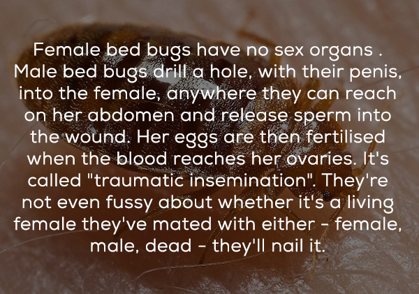 sex dirty facts - Female bed bugs have no sex organs. Male bed bugs drill a hole, with their penis, into the female, anywhere they can reach on her abdomen and release sperm into the wound. Her eggs are then fertilised when the blood reaches her ovaries. 