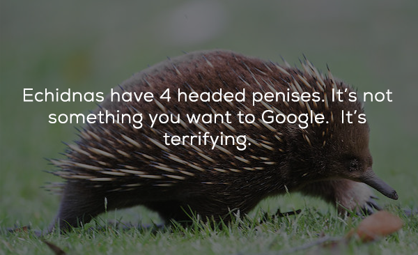 do echidnas have tails - Echidnas have 4 headed penises. It's not something you want to Google. It's terrifying