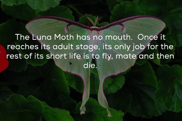 butterfly - The Luna Moth has no mouth. Once it reaches its adult stage, its only job for the rest of its short life is to fly, mate and then die.