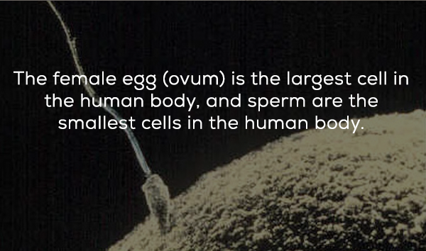 growing human egg in lab wikimedia - The female egg ovum is the largest cell in the human body, and sperm are the smallest cells in the human body.