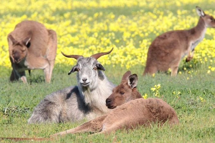 Gary the goat lives among kangaroos on land Seaford locals want to save from housing