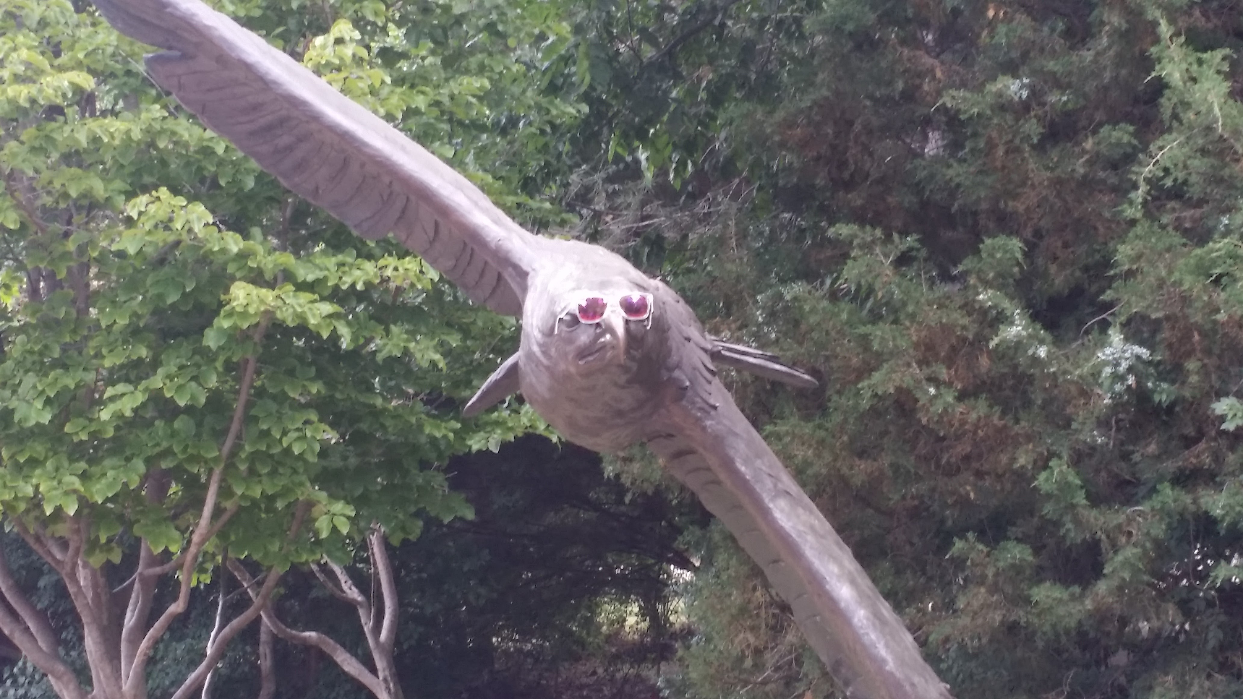 Bird with sunglasses