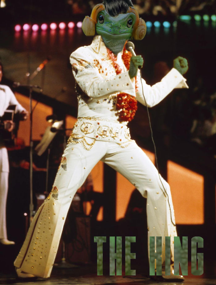 frog elvis