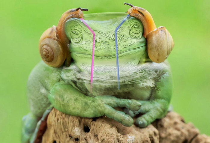 frogs and snails