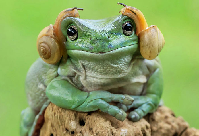 frog leia