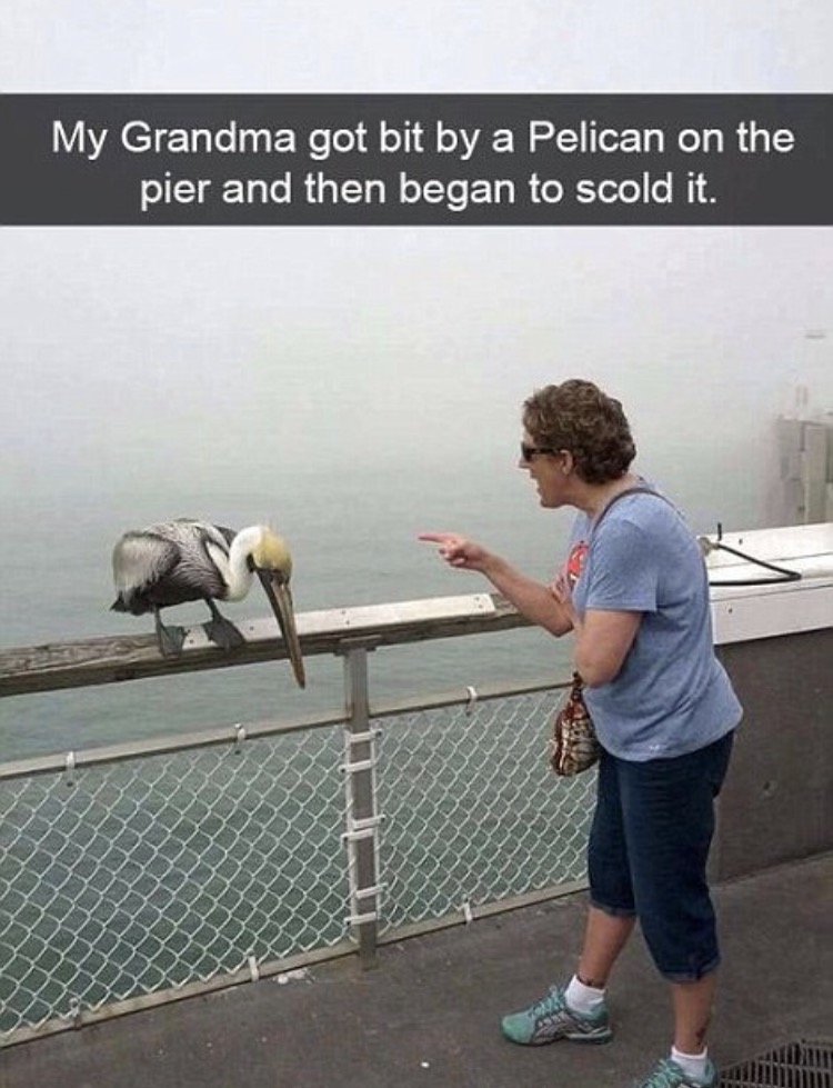 funny snapchat fails - My Grandma got bit by a Pelican on the pier and then began to scold it.