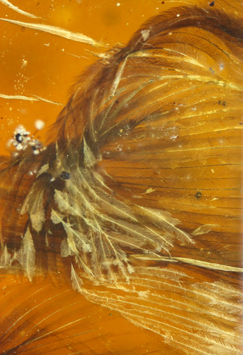 The bird was discovered in a block of amber that was dated at 99 million years old.