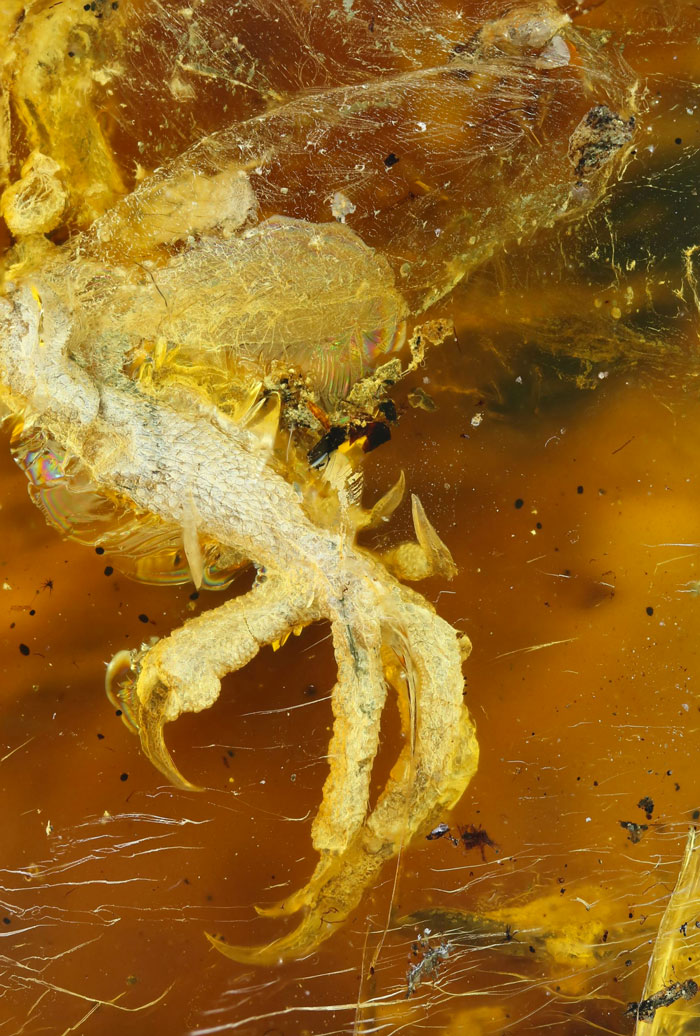 New Fossil Found In Amber Is Perfect