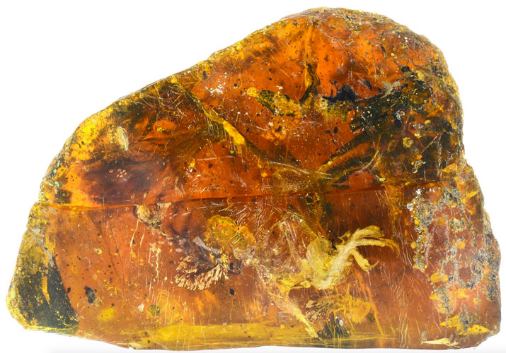 The amber-encrusted bird which was nicknamed 'Belone' is on show at the Hupoge Amber Museum.