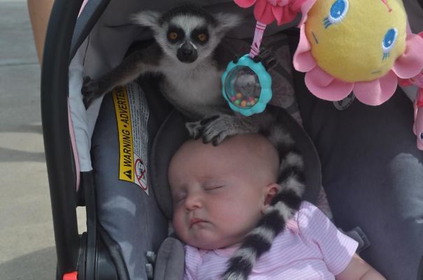 Sleeping baby with lemur on top of her head