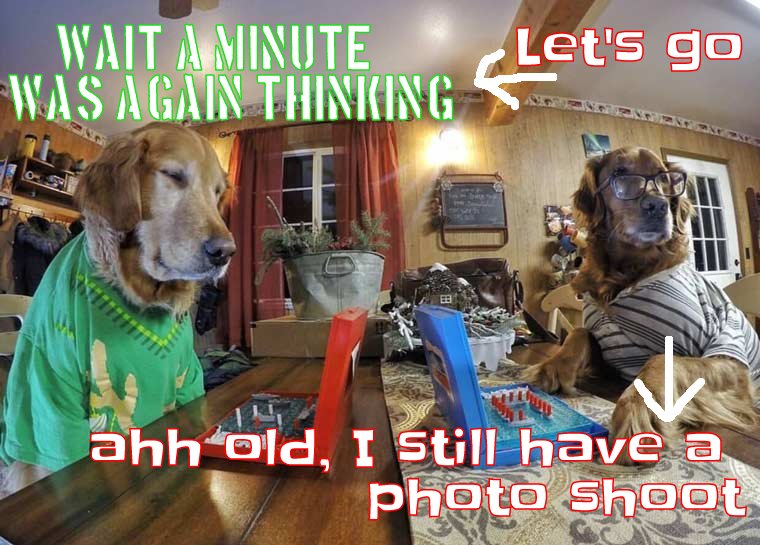 Dogs are afraid to be late for a photo shoot