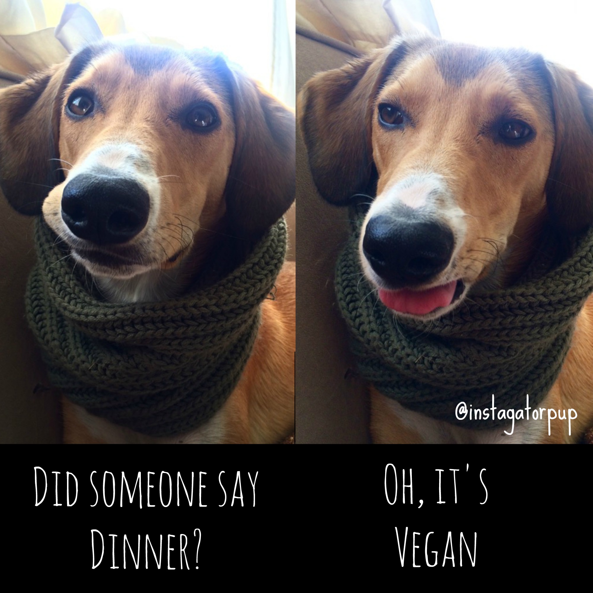 I don't care whether what macrobiotic, raw, auto-immune program your on... dogs don't do vegan!