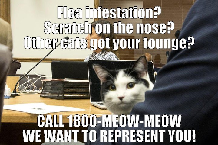 Cat lawyer