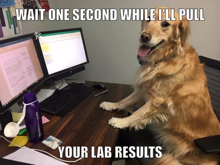 Happy dog on computer with funny taglines