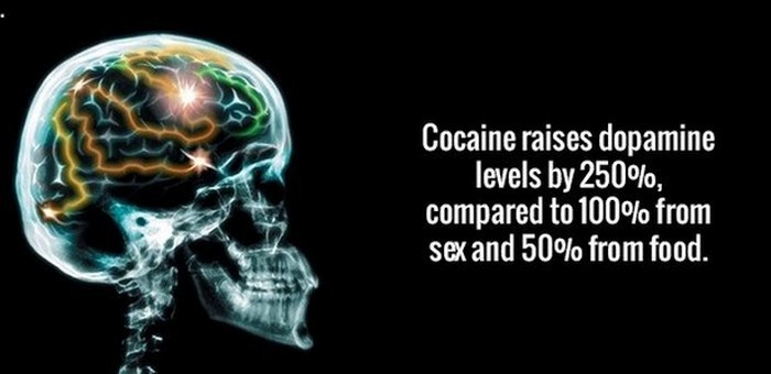 skull x ray - Cocaine raises dopamine levels by 250%, compared to 100% from sex and 50% from food.