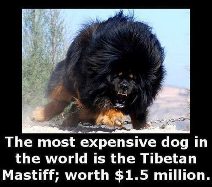 The most expensive dog in the world is the Tibetan Mastiff; worth $1.5 million.