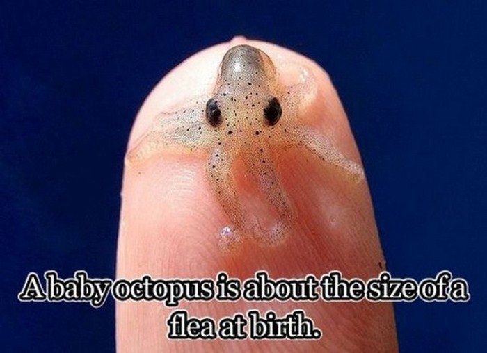 general knowledge facts - Ababy octopus is about the size of a flea at birth.