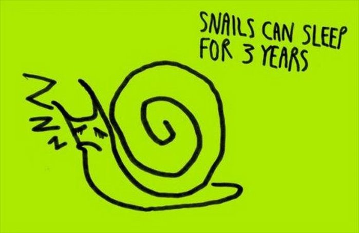 learn something everyday - Snails Can Sleep For 3 Years