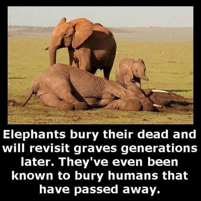 Elephants bury their dead and will revisit graves generations later. They've even been known to bury humans that have passed away.