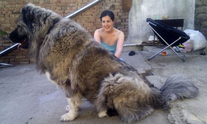 21 Crazy Oversized Things That Exist In The World