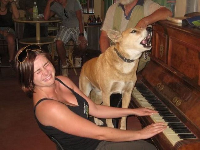 singing dingo