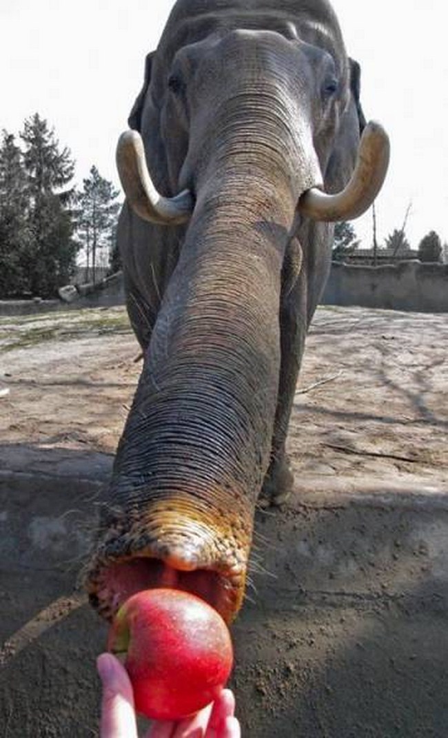 do elephants eat apples