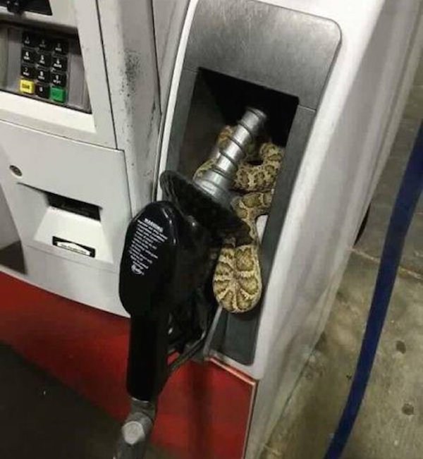 rattlesnake gas pump