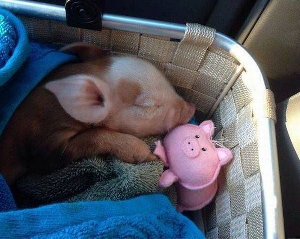 sleeping piglet