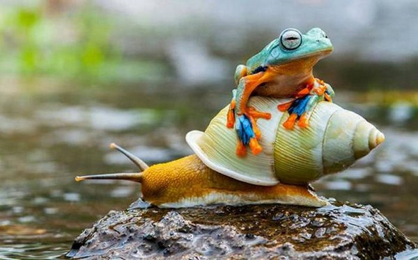 frog and snail
