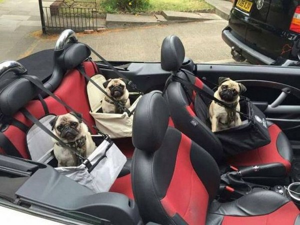 pugs in convertible