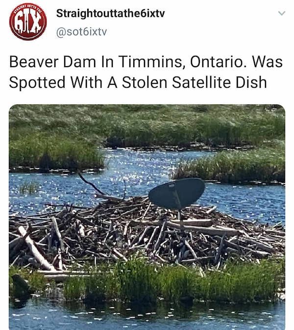 water resources - Votta Gix Straightouttathe6ixtv Beaver Dam In Timmins, Ontario. Was Spotted With A Stolen Satellite Dish