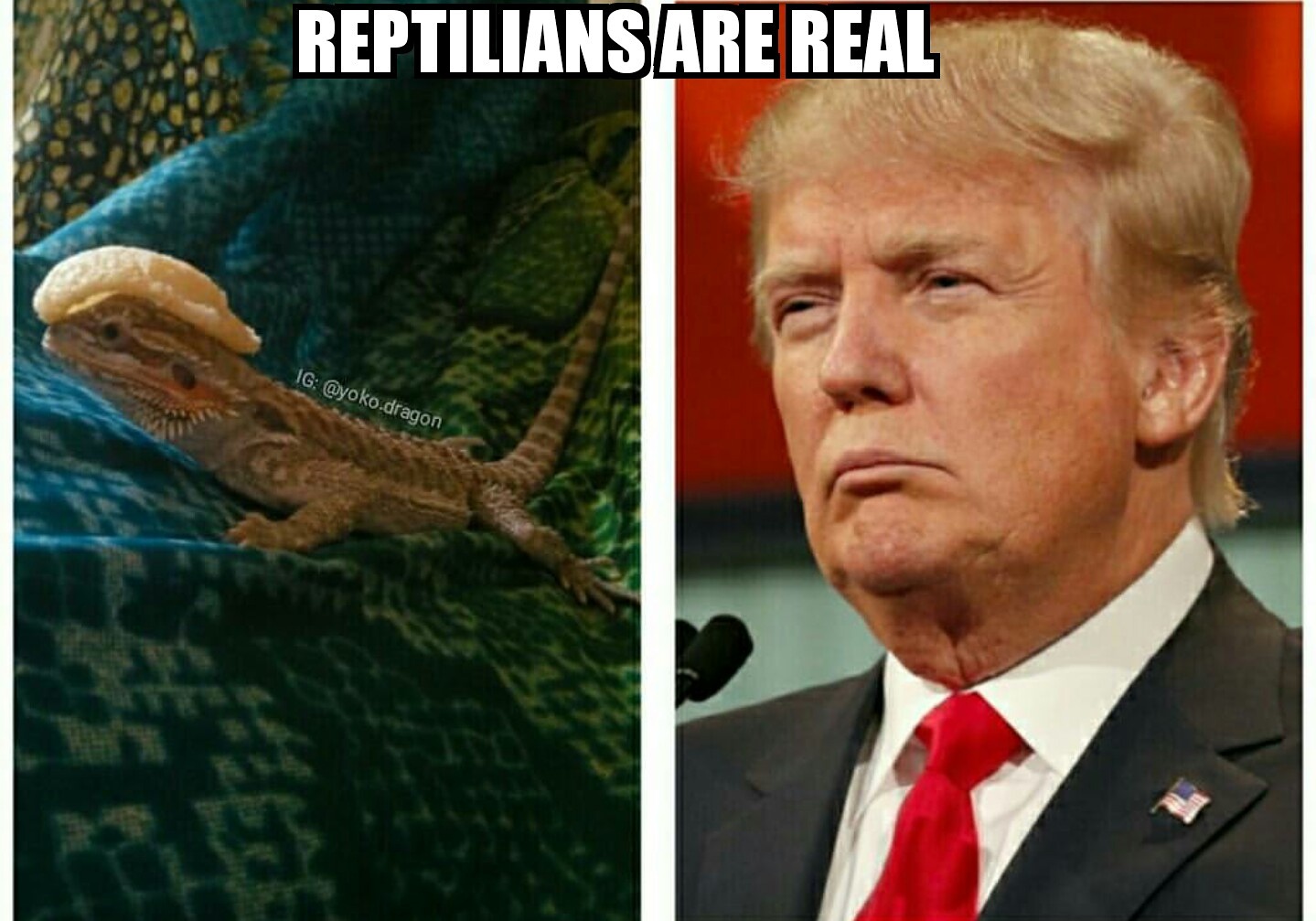 Stop Lizard Trump