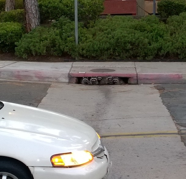 Family of raccoons near my old apartment in san diego