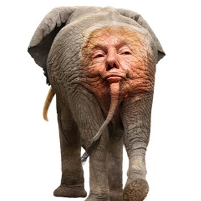 Donald Trump's face on an elephant's hind quarters!