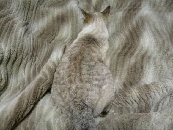 12 Cats Who Have Their Camouflage Game Down