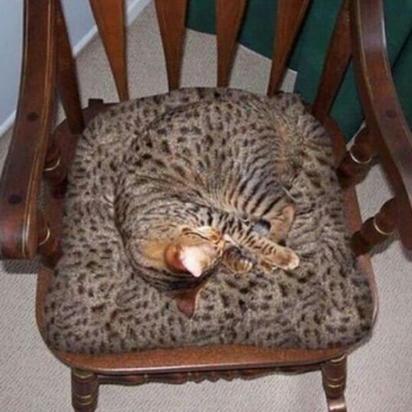 12 Cats Who Have Their Camouflage Game Down