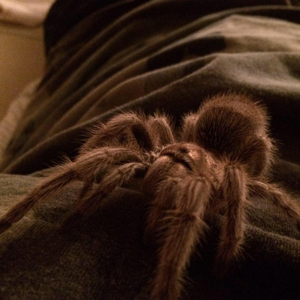 This is a pic of My Tarantula Terra