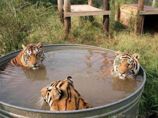 tigers in a tub