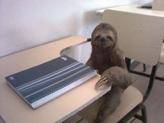 sloth in desk