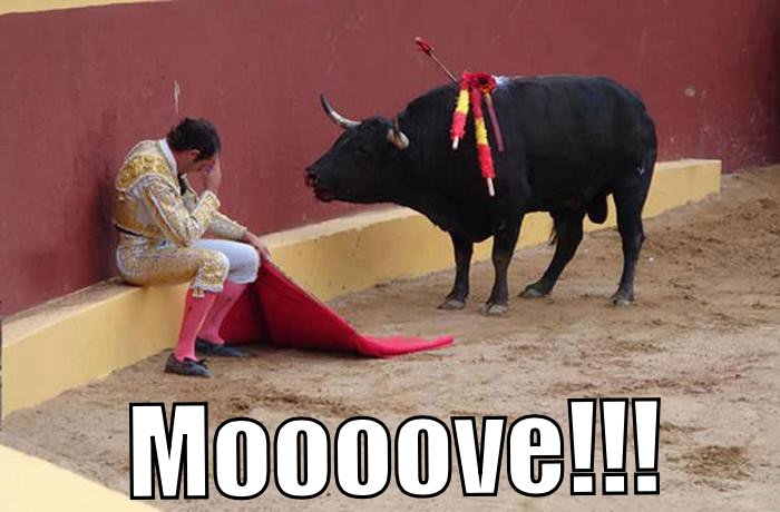When the cow says Moooove you Moooove!!!
